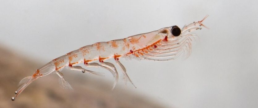 beneficios aceite krill