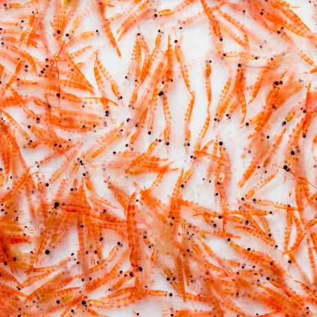 Ventajas aceite de krill
