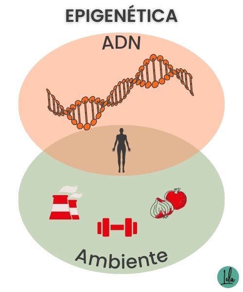 epigenetica que es