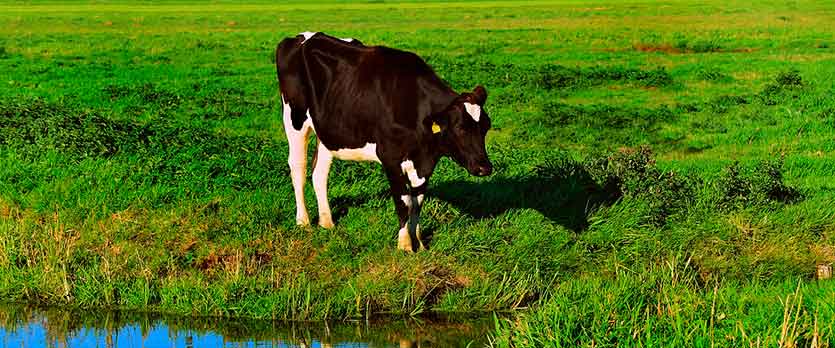 ¿Es la leche mala o buena? Lácteos: inconvenientes y cuándo evitarlos 2