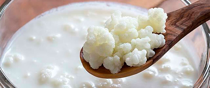 Bolas de kefir