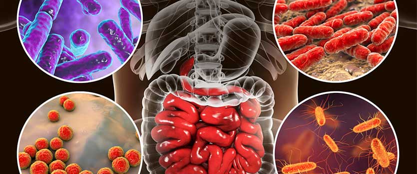 Microbiota flora bacteriana