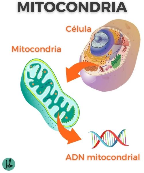 qué es la mitocondria