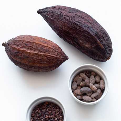 Cacao: el alimento de los dioses 5