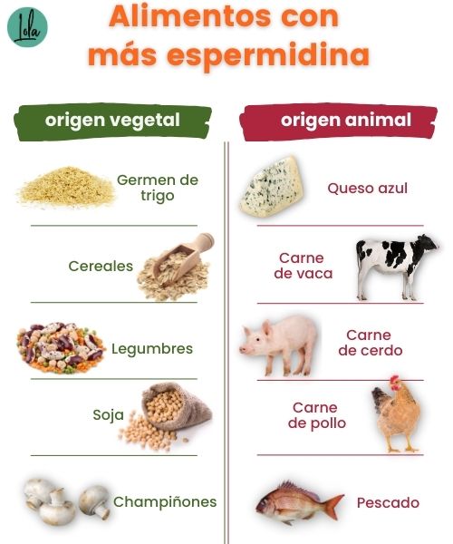 Alimentos ricos espermidina